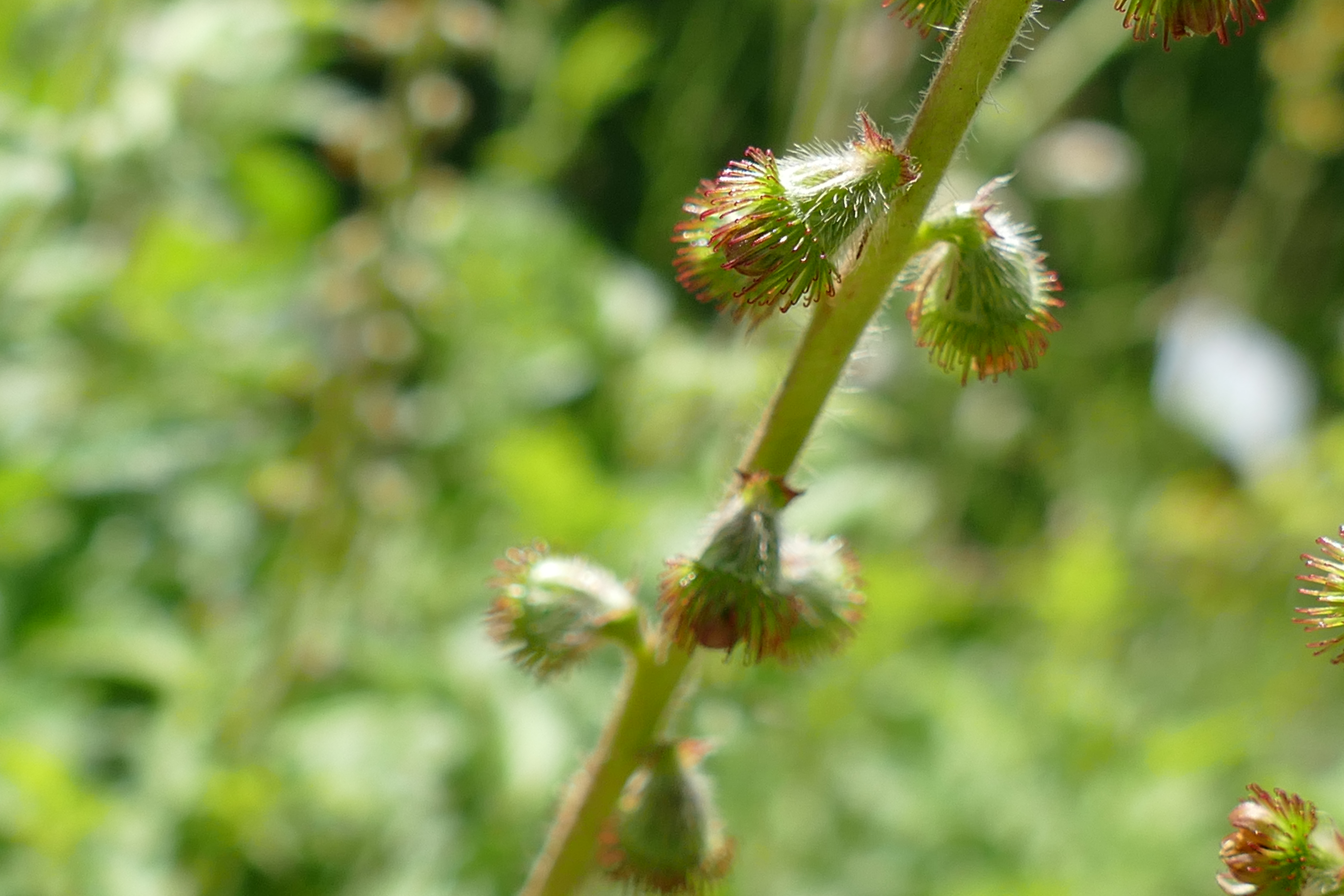 Phytothérapie 2